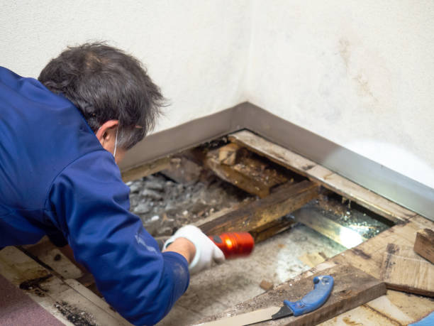 Best Post-Remediation Services in Pinconning, MI