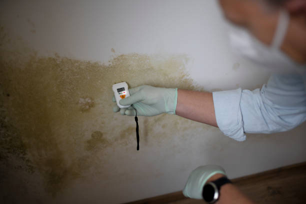 Best Post-Flood Mold Remediation in Pinconning, MI