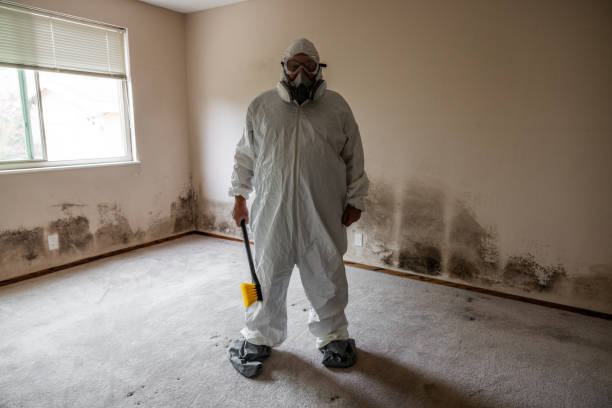 Professional Mold Remediation in Pinconning, MI