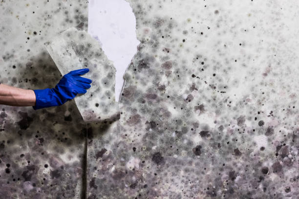 Best Residential Mold Remediation in Pinconning, MI