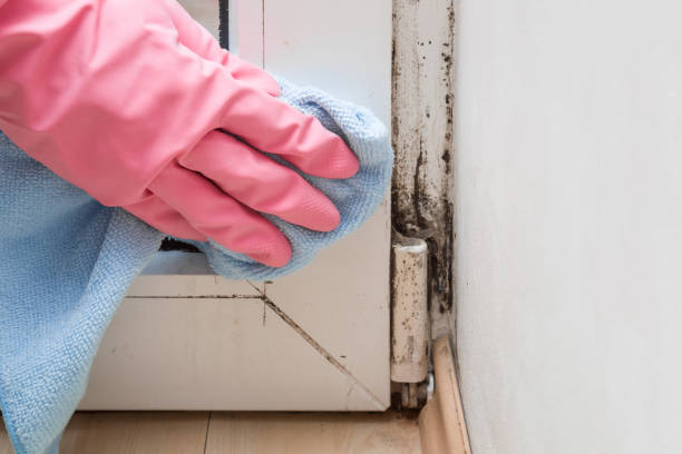 Best Insurance-Related Mold Remediation in Pinconning, MI