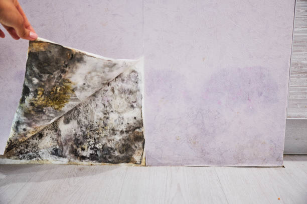 Best Industrial Mold Remediation in Pinconning, MI